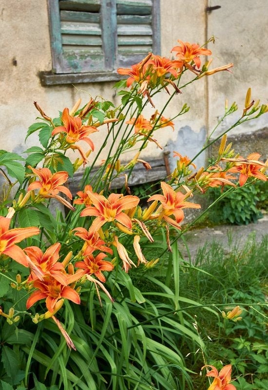 Daylily (Hemerocallis spp.)