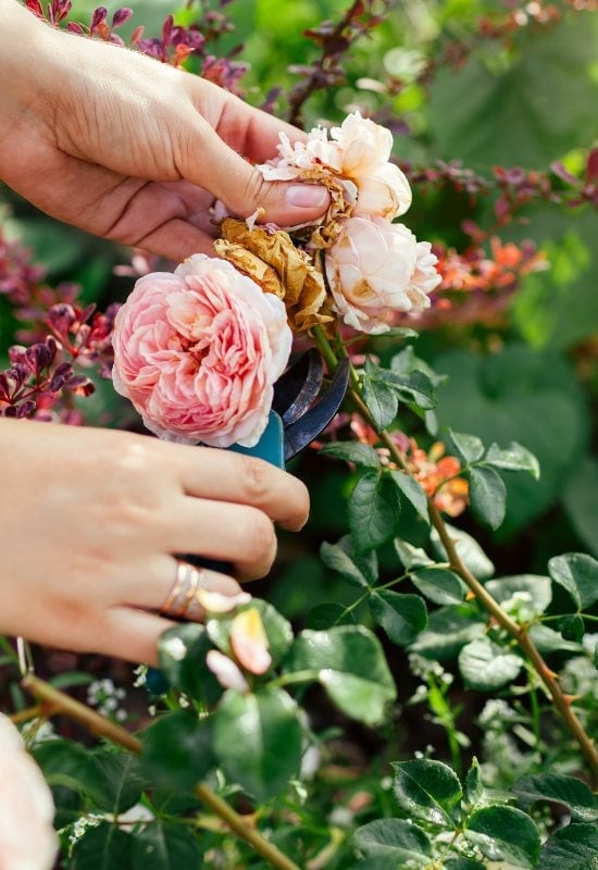 Deadheading Spent Blooms on Your Rose Shrubs