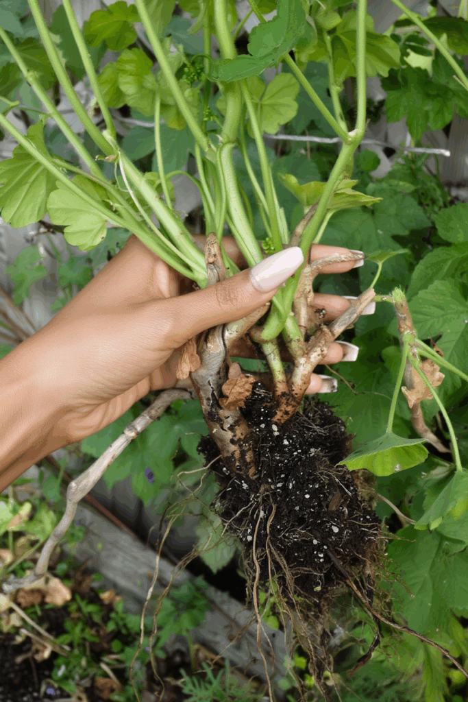 This Old-Fashioned Geranium Overwintering Trick Is Still the Easiest Way to Keep Them Alive 2