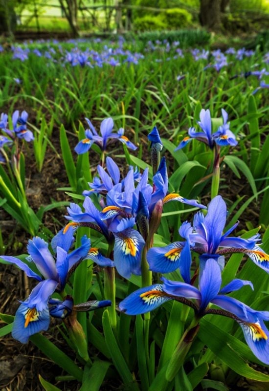 Dwarf Crested Iris (Iris cristata)