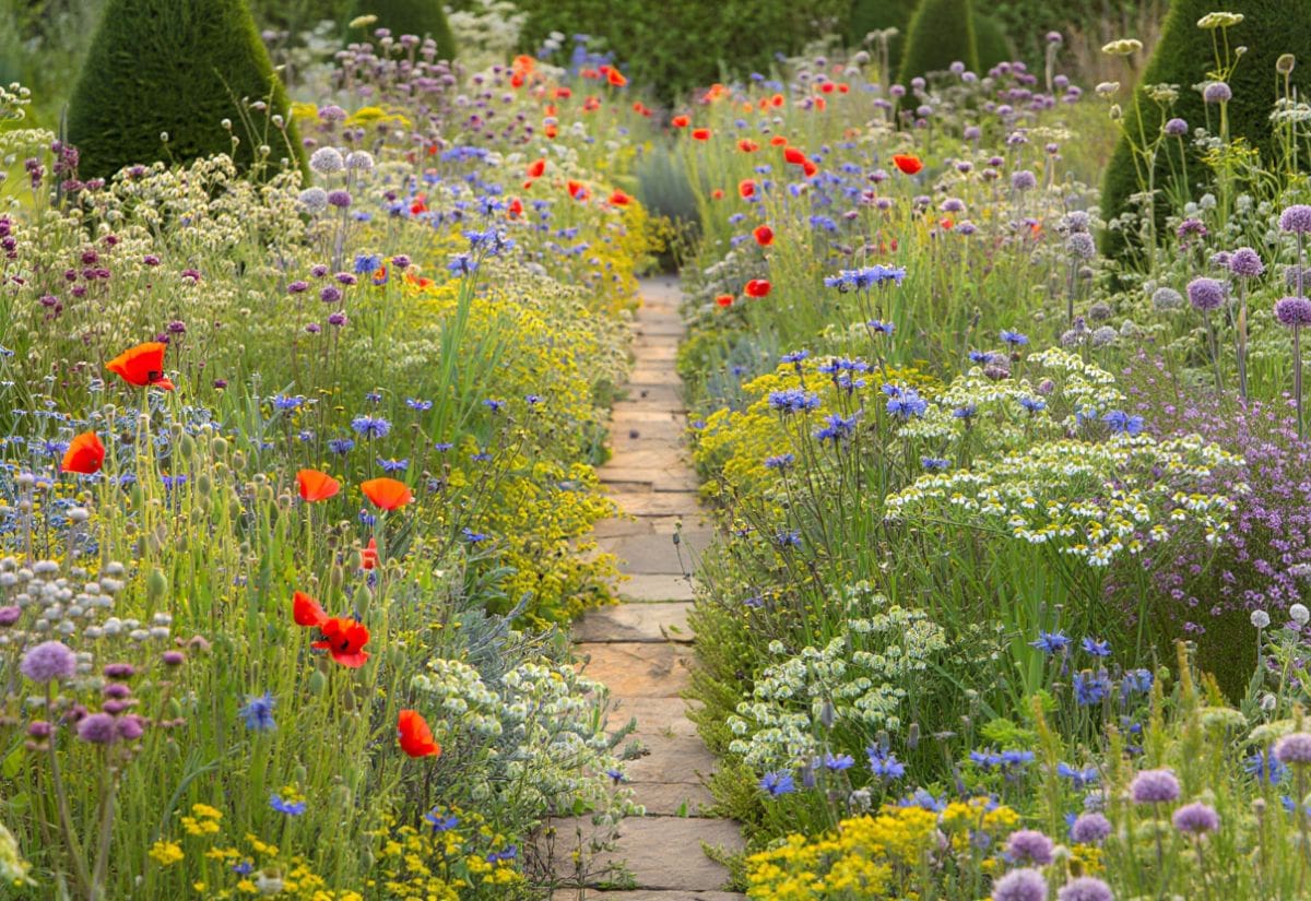 Easy Wildflowers to Scatter in September