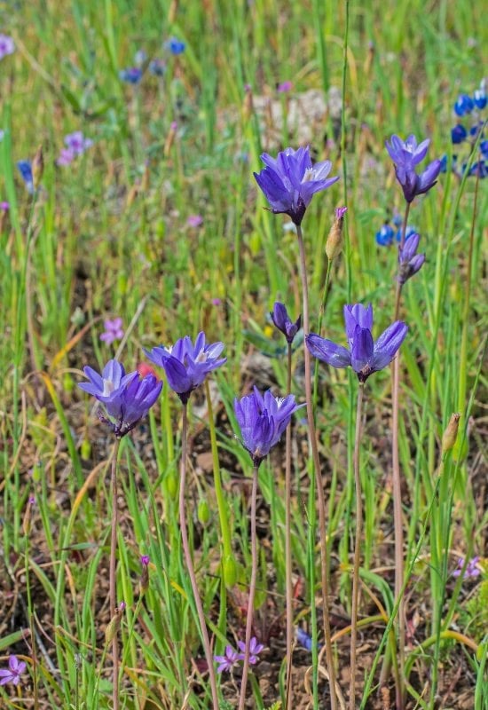Elegant Cluster Lily (Brodiaea elegans)