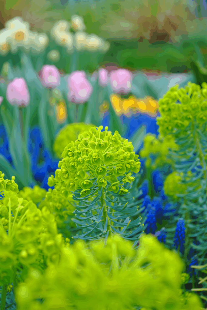 15 Cold-Hardy Annuals to Plant in October for a Head Start on Gorgeous Spring and Summer Blooms 10