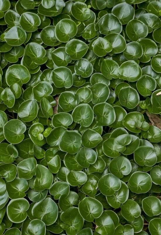 European Wild Ginger (Asarum europaeum)