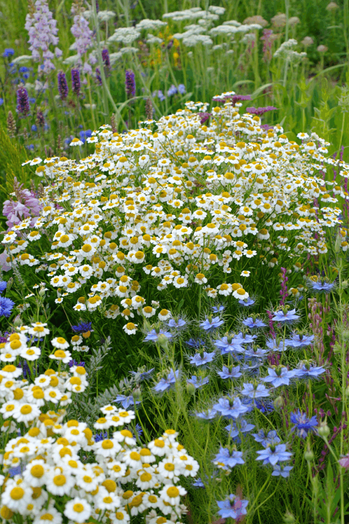 15 Cold-Hardy Annuals to Plant in October for a Head Start on Gorgeous Spring and Summer Blooms 5