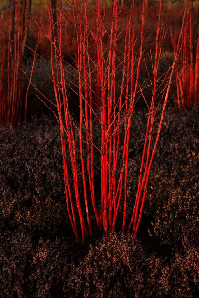 10 Shrubs With Fiery Winter Stems to Plant Now for Color ‘Til March 5