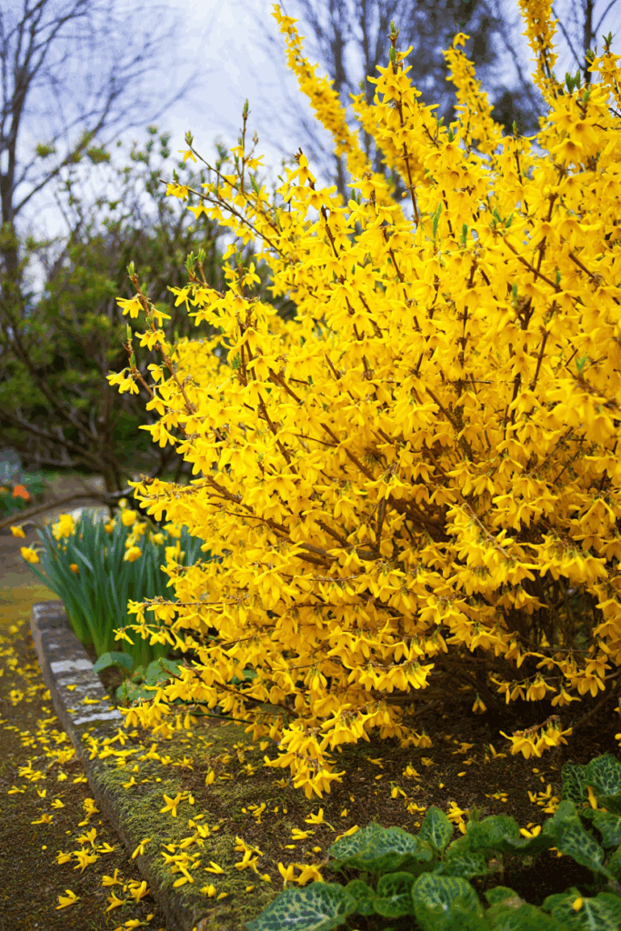 9 Popular Shrubs You Shouldn’t Prune in Fall (and the Best Time to Do It) 4