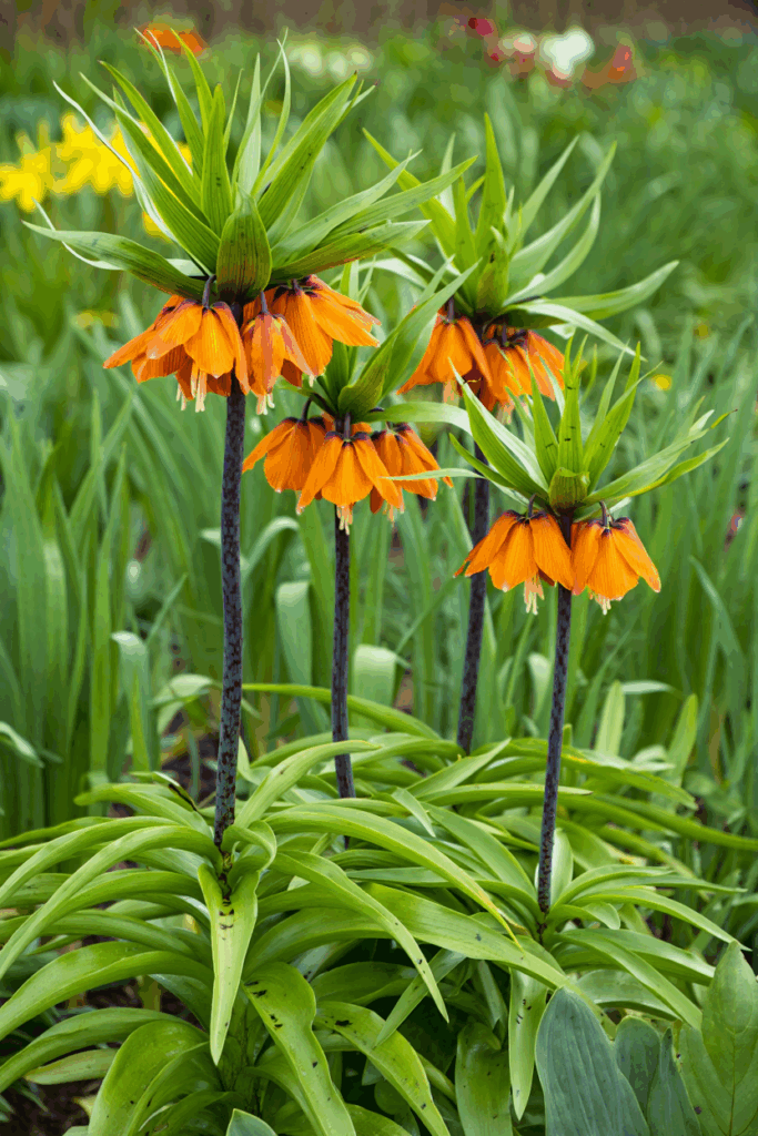 15 Striking Spring Bulbs to Plant This Fall for Flowers You’ve Never Seen Before 3