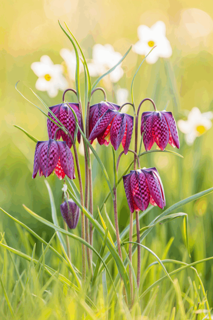 15 Striking Spring Bulbs to Plant This Fall for Flowers You’ve Never Seen Before 4