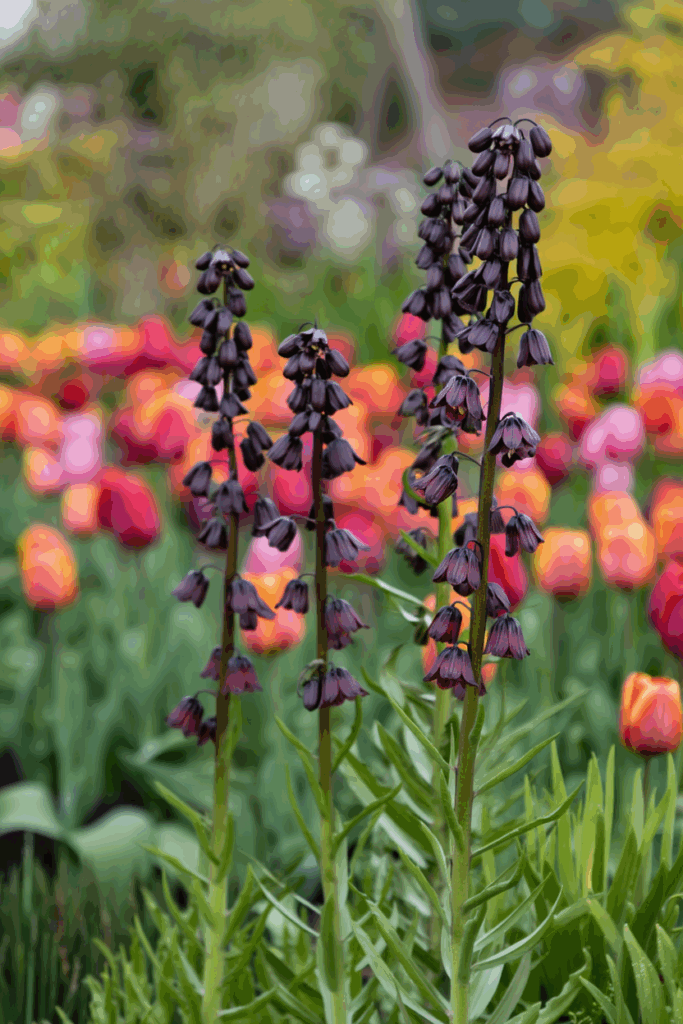 15 Striking Spring Bulbs to Plant This Fall for Flowers You’ve Never Seen Before 2
