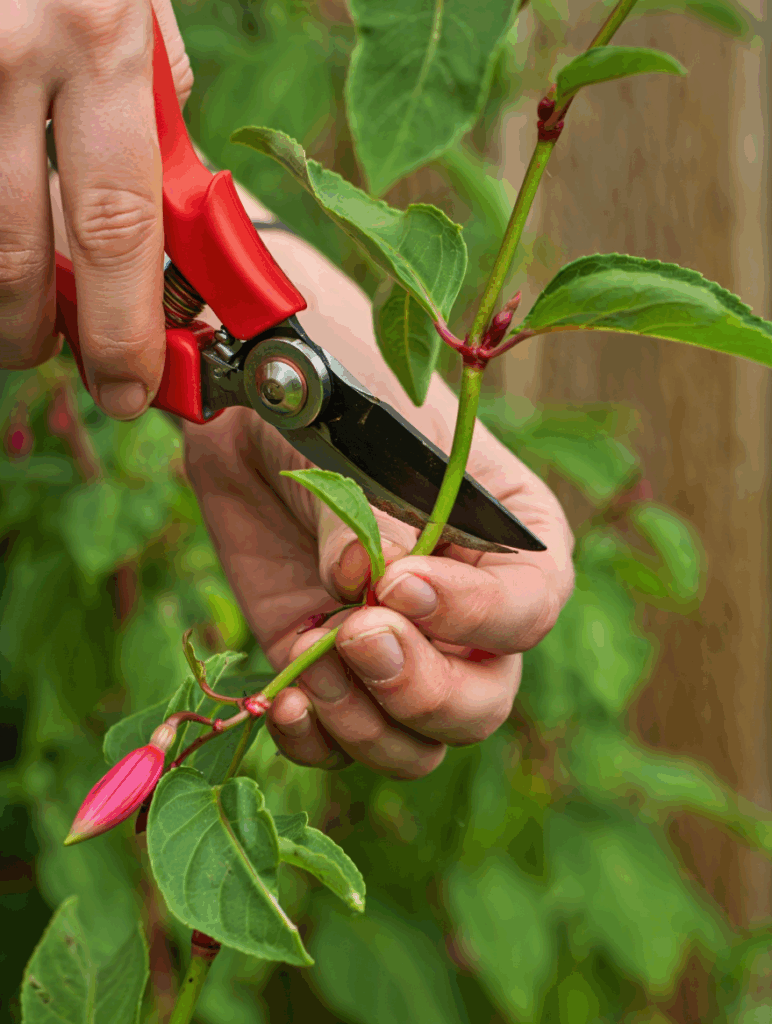 Snip, Save, and Multiply – Take Cuttings of These 10 Flowers This September to Get a Head Start on Spring 5