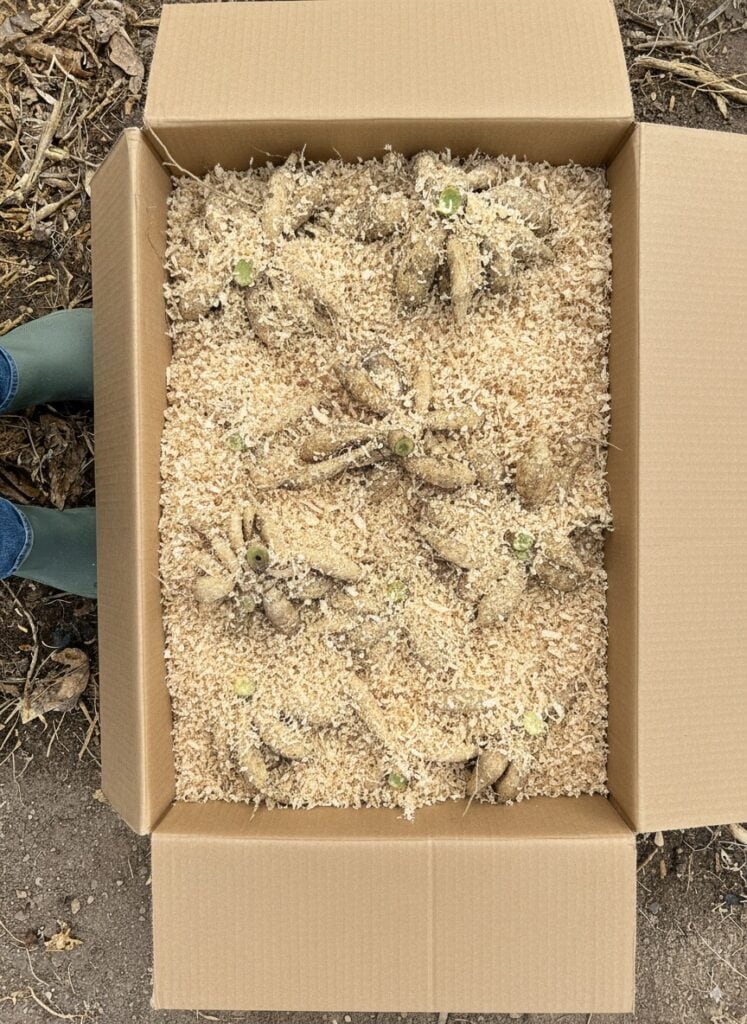 How to Lift, Store, and Divide Dahlia Tubers for Stronger, Earlier Blooms Next Year 8