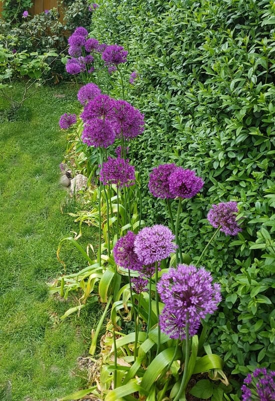 Giant Allium (Allium giganteum)