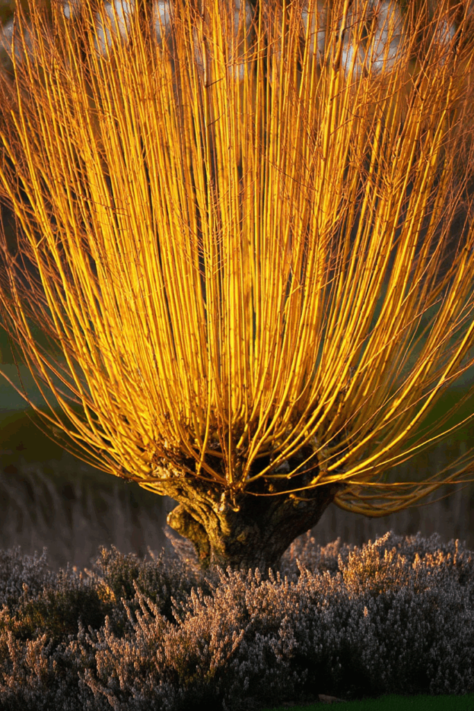 10 Shrubs With Fiery Winter Stems to Plant Now for Color ‘Til March 4