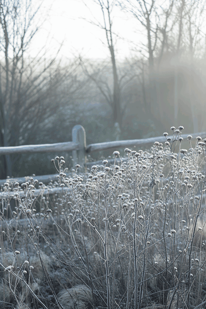 15 Plants That Keep Your Garden Magical All Winter (Even in Snow and Frost) 14
