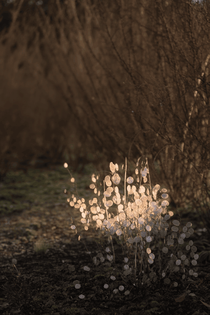 15 Plants That Keep Your Garden Magical All Winter (Even in Snow and Frost) 2