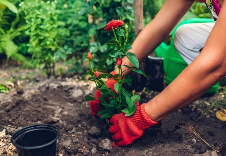 How to Plant Roses During the Fall