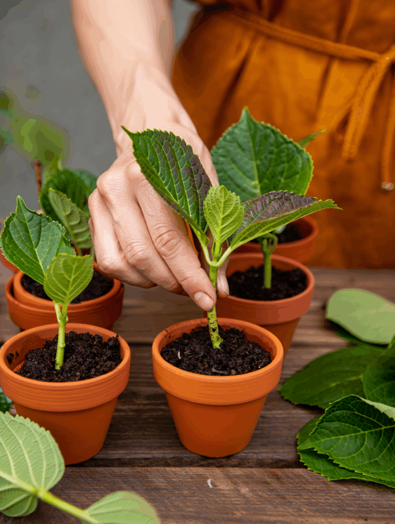 Snip, Save, and Multiply – Take Cuttings of These 10 Flowers This September to Get a Head Start on Spring 10