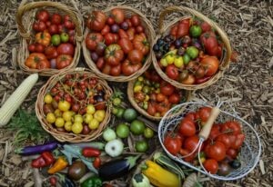 If I Could ONLY Grow 10 Tomato VARIETIES for the Rest of My Life, These are My Choices!