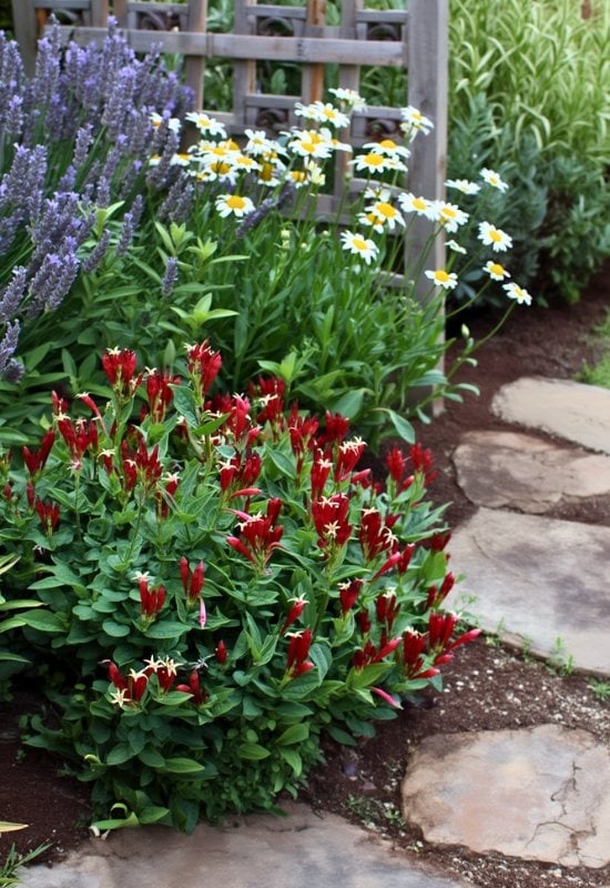 Indian Pink (Spigeliamarilandica)