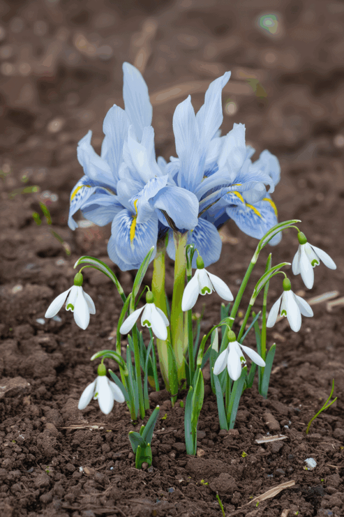 15 Striking Spring Bulbs to Plant This Fall for Flowers You’ve Never Seen Before 13