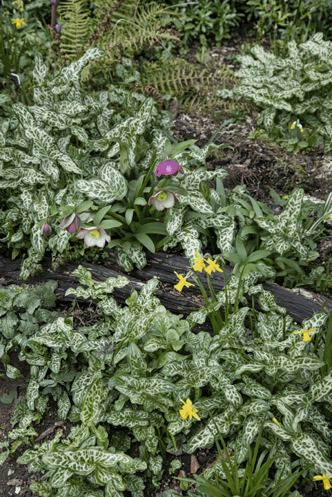 These Invasive Ground Covers Turned Into a Gardening Headache – 8 I’ll Never Plant Again (and What I Recommend Instead) 7