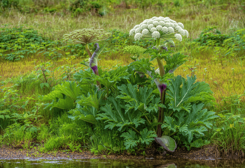 Itchy Rash After Gardening? These 13 Common Phototoxic Plants Could Be the Cause 11