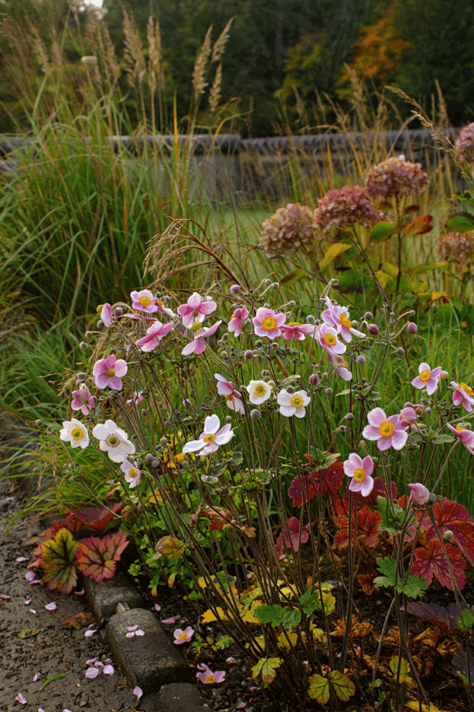 17 Perennials You Should Divide and Replant in September for Bigger, Healthier Blooms Next Year 13