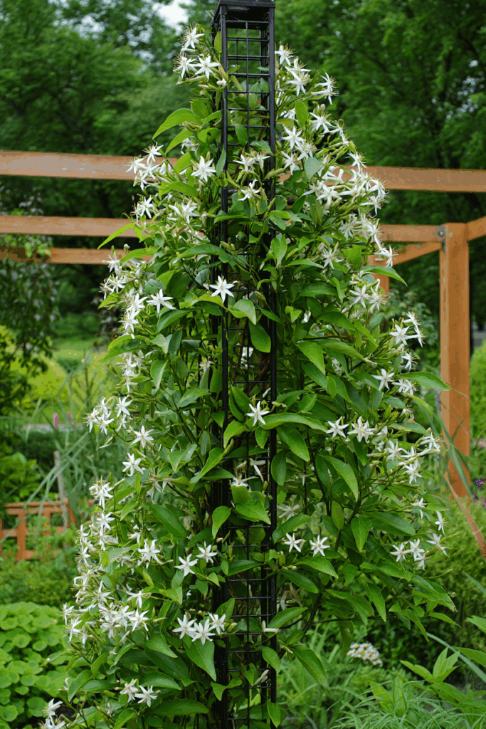 10 Plants You’ll Be Glad You Pruned in September – Don’t Wait Until It’s Too Late 7