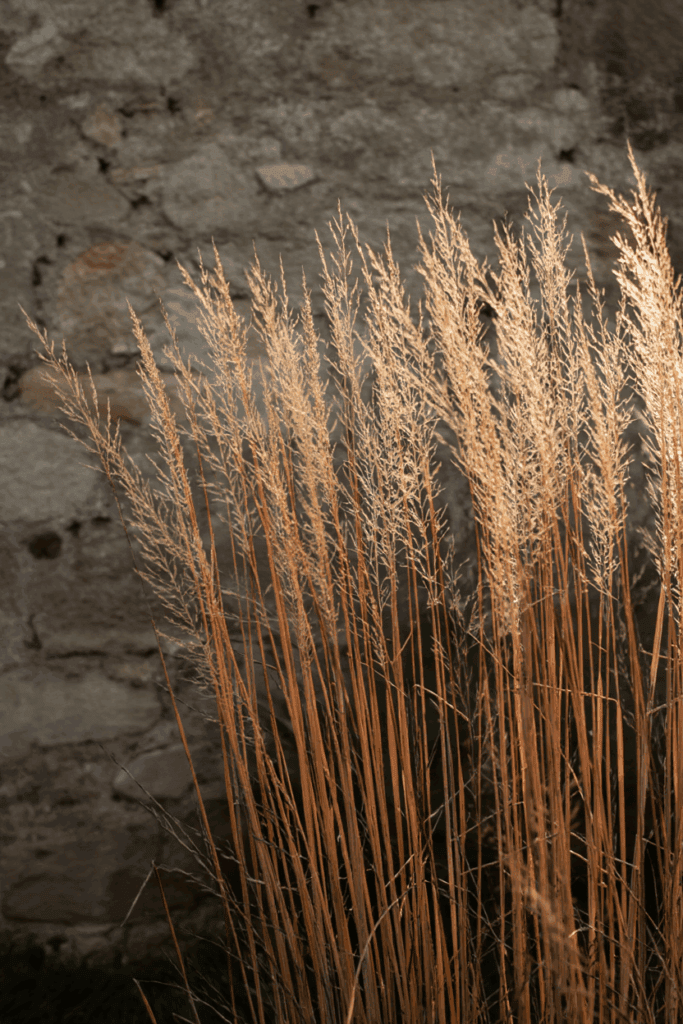 15 Plants That Keep Your Garden Magical All Winter (Even in Snow and Frost) 12