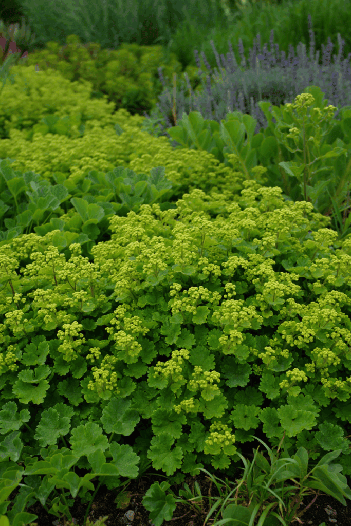 15 Beautiful Ground Covers That Outcompete Weeds Without Chemicals or Constant Upkeep 1