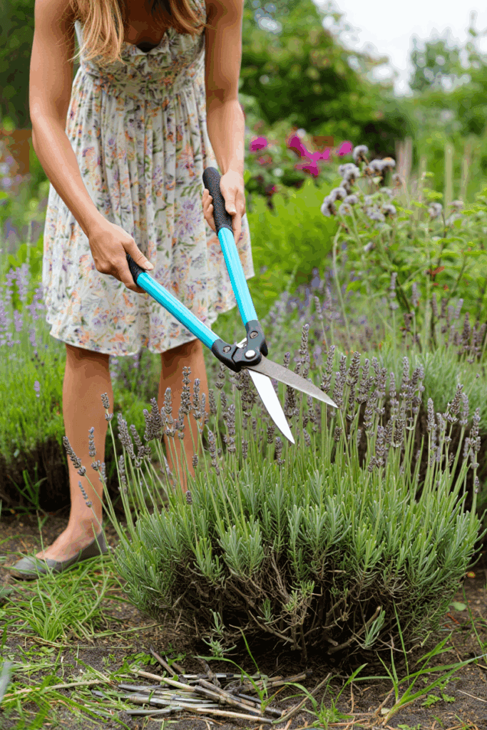 10 Plants You’ll Be Glad You Pruned in September – Don’t Wait Until It’s Too Late 2