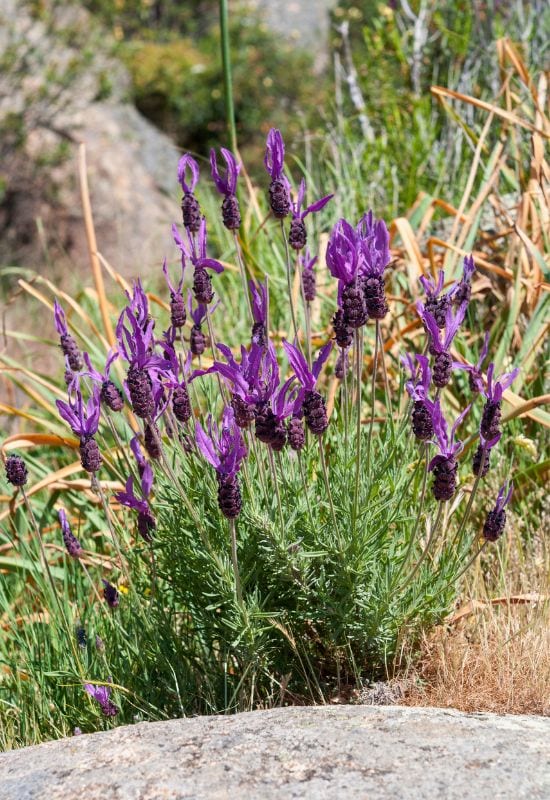 Lavender (Lavandula spp.)