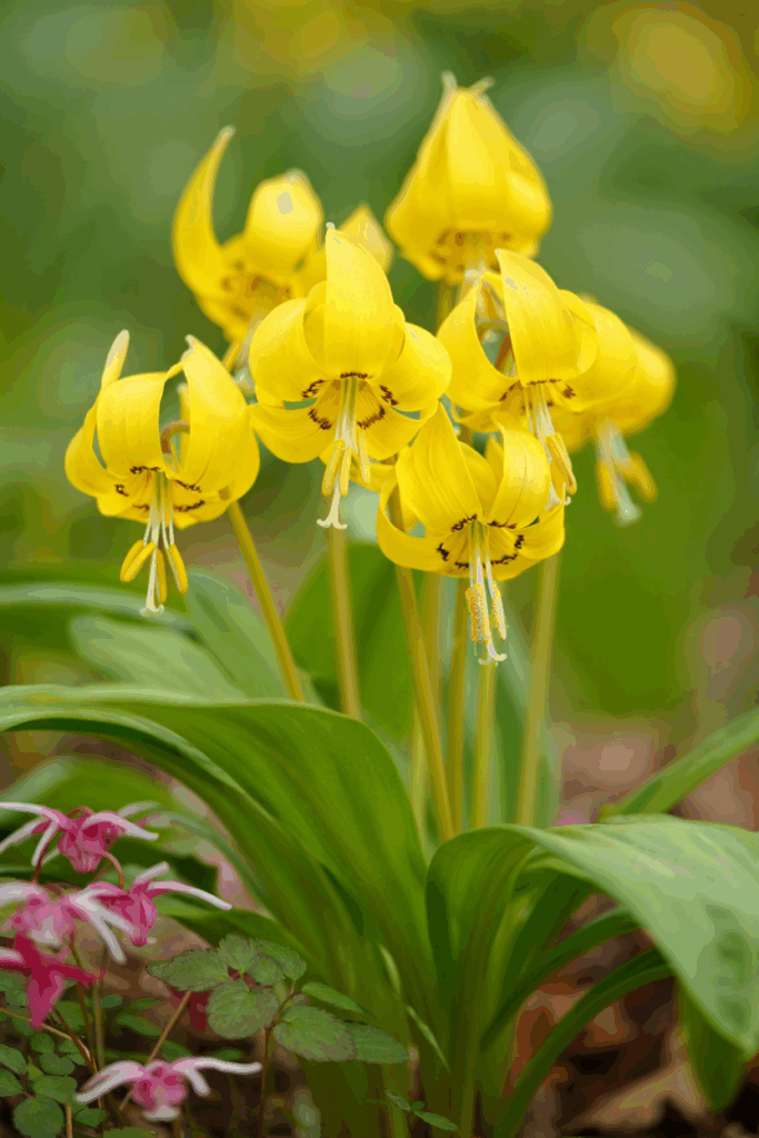 15 Striking Spring Bulbs to Plant This Fall for Flowers You’ve Never Seen Before 9