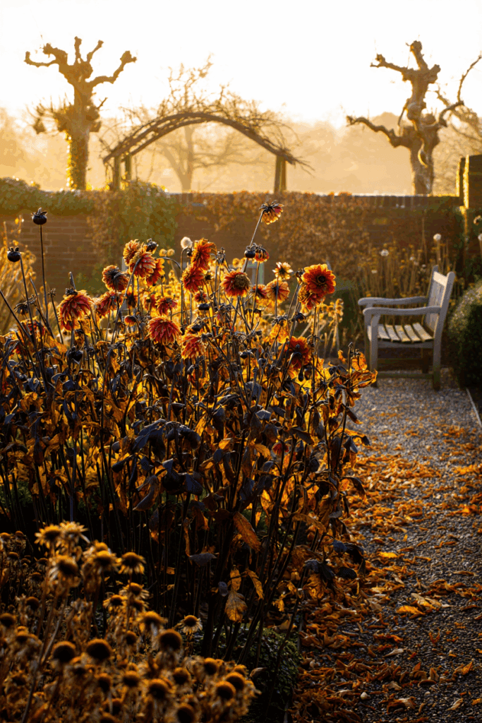 How to Lift, Store, and Divide Dahlia Tubers for Stronger, Earlier Blooms Next Year 2