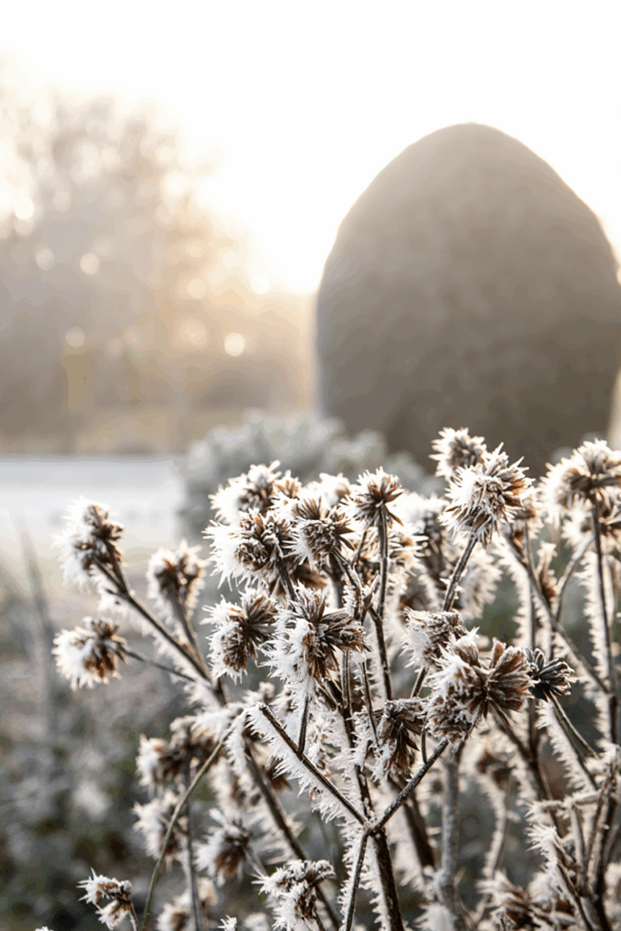 15 Plants That Keep Your Garden Magical All Winter (Even in Snow and Frost) 1