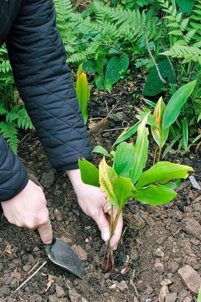 17 Perennials You Should Divide and Replant in September for Bigger, Healthier Blooms Next Year 10