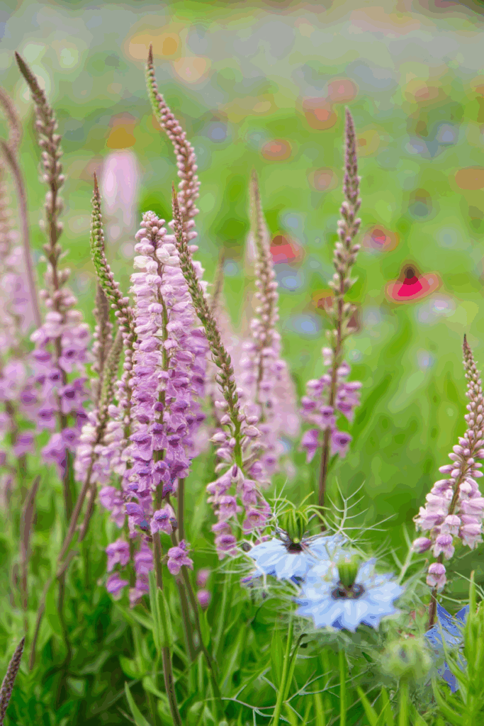 15 Cold-Hardy Annuals to Plant in October for a Head Start on Gorgeous Spring and Summer Blooms 4