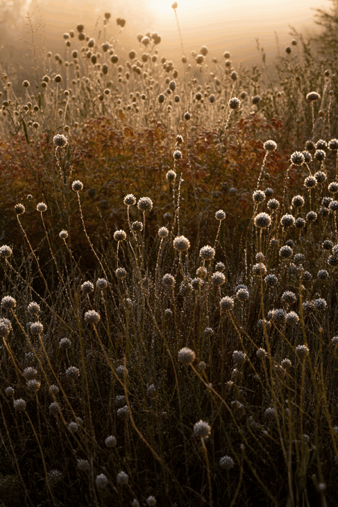 15 Plants That Keep Your Garden Magical All Winter (Even in Snow and Frost) 9