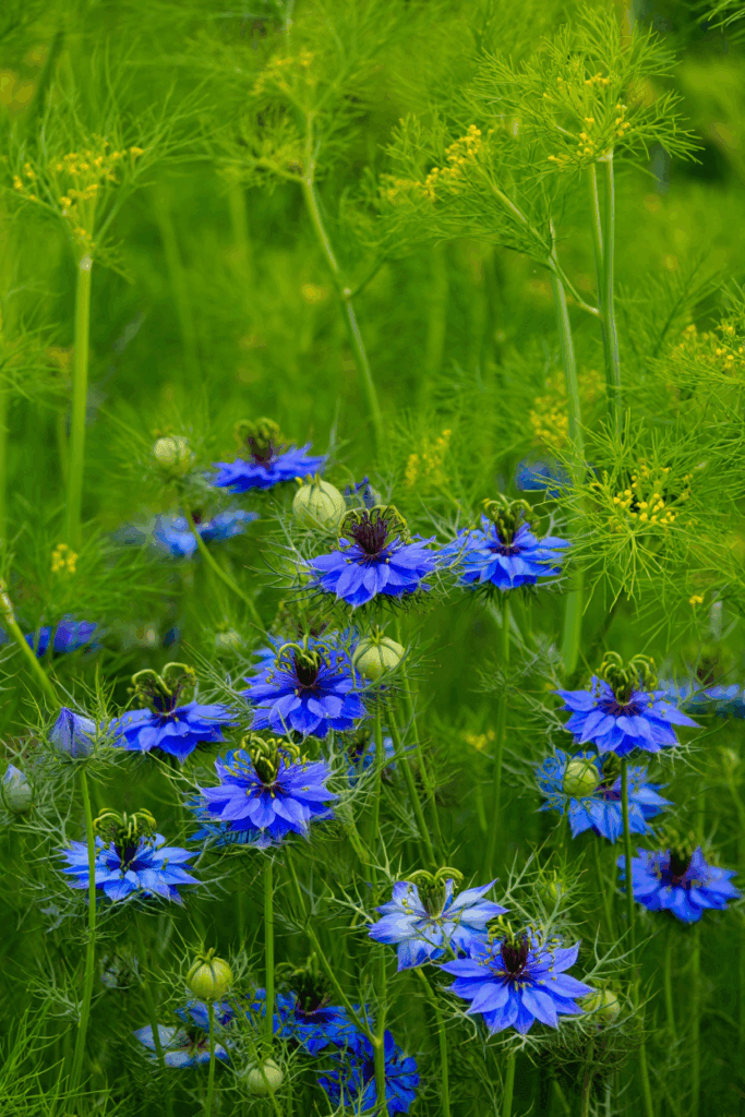 15 Cold-Hardy Annuals to Plant in October for a Head Start on Gorgeous Spring and Summer Blooms 7