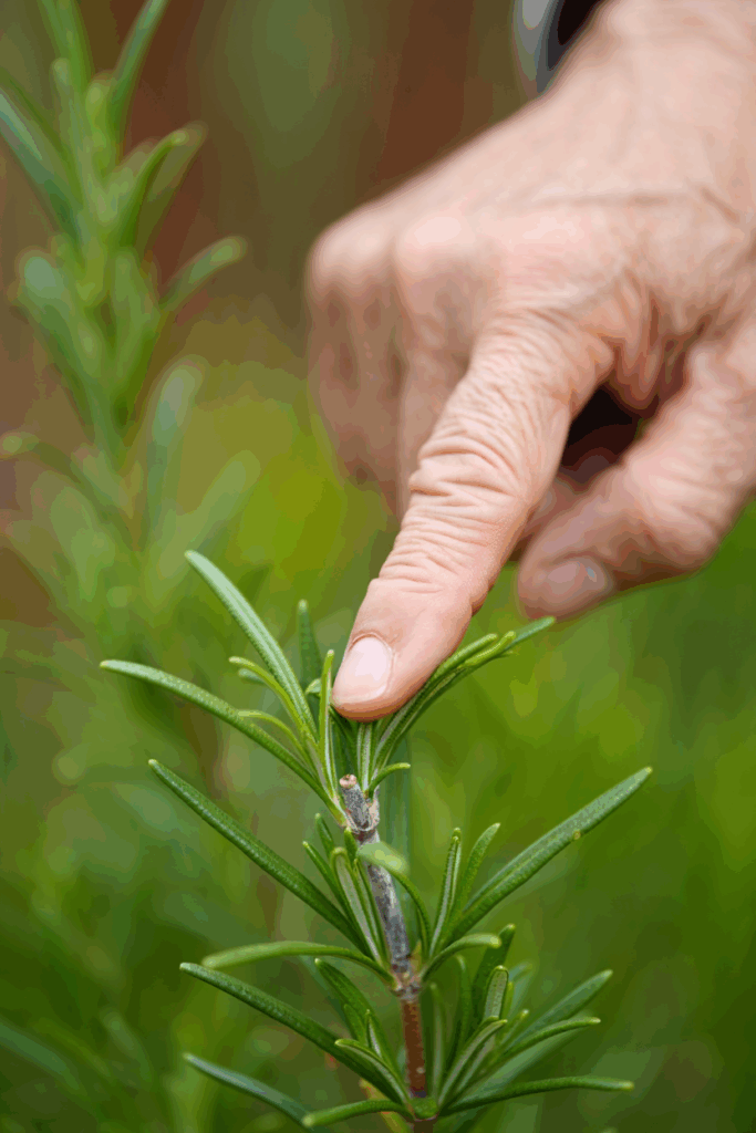 Pruning Rosemary the Right Way: When to Do It and How to Avoid Common Mistakes 6