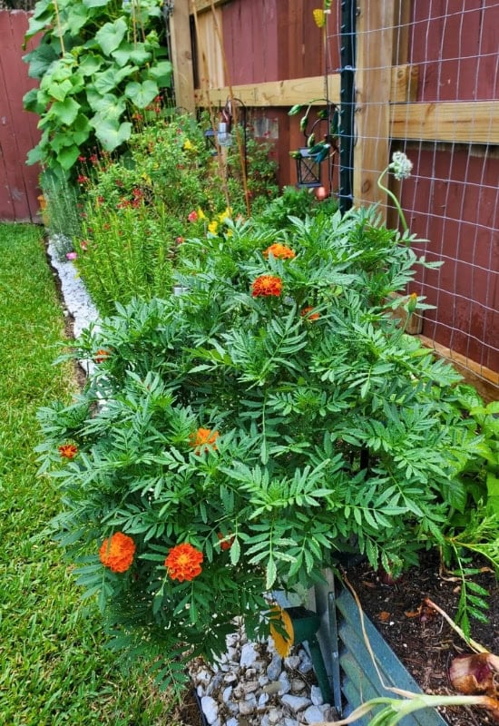 Marigold (Tagetes spp.)