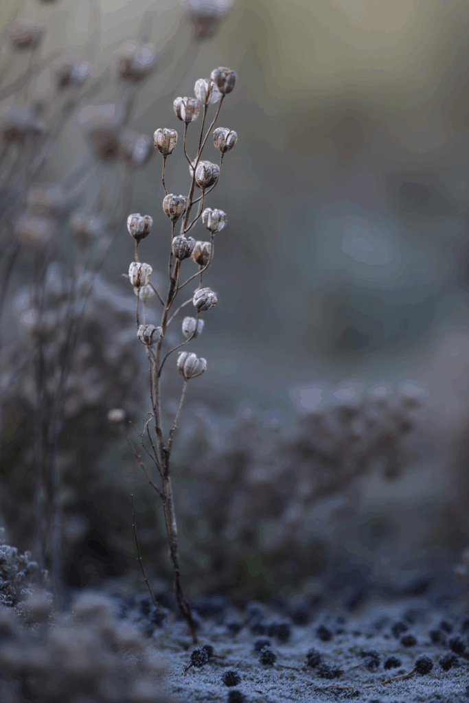15 Plants That Keep Your Garden Magical All Winter (Even in Snow and Frost) 11