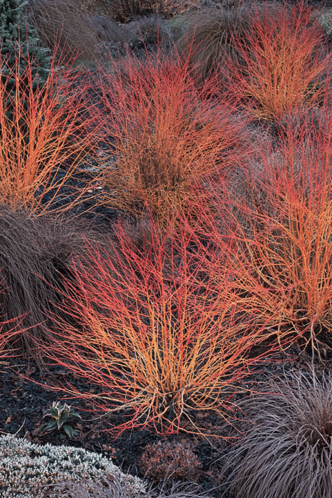 10 Shrubs With Fiery Winter Stems to Plant Now for Color ‘Til March 3