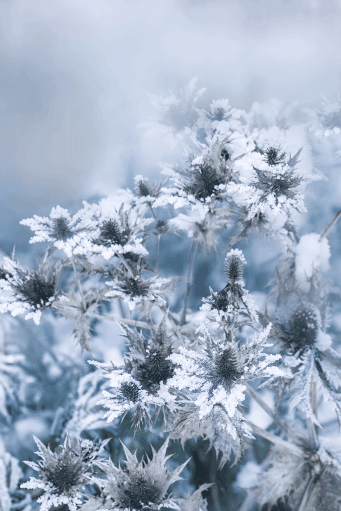 15 Plants That Keep Your Garden Magical All Winter (Even in Snow and Frost) 13