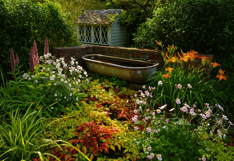 Native Alternatives to Popular But Invasive Plants Growing in Your Garden
