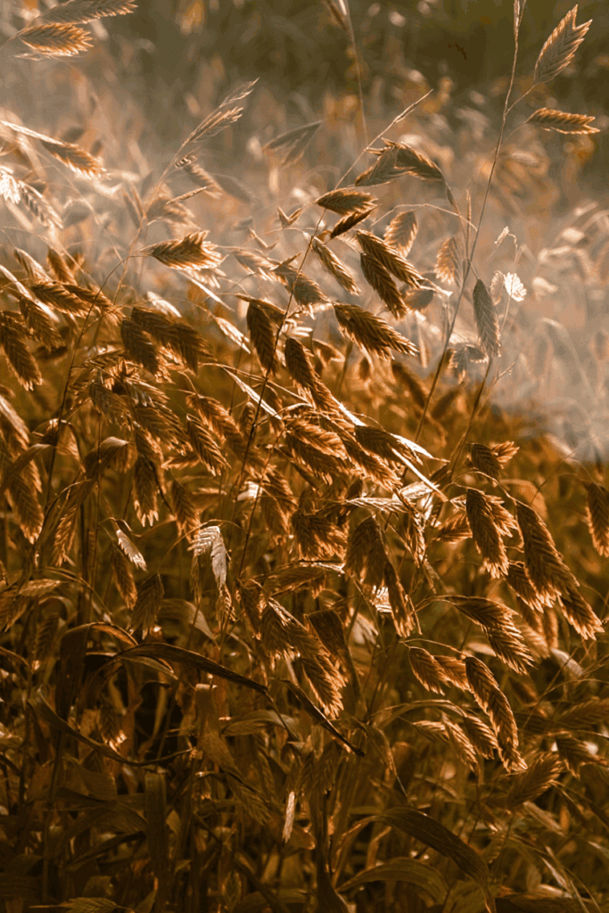 15 Plants That Keep Your Garden Magical All Winter (Even in Snow and Frost) 3