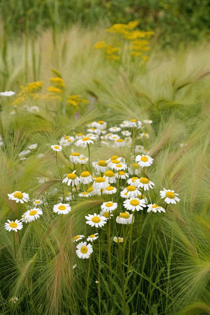 16 Easy Wildflowers to Direct Sow Outside in Fall for a Naturalized, Meadow-Like Spring Garden 17