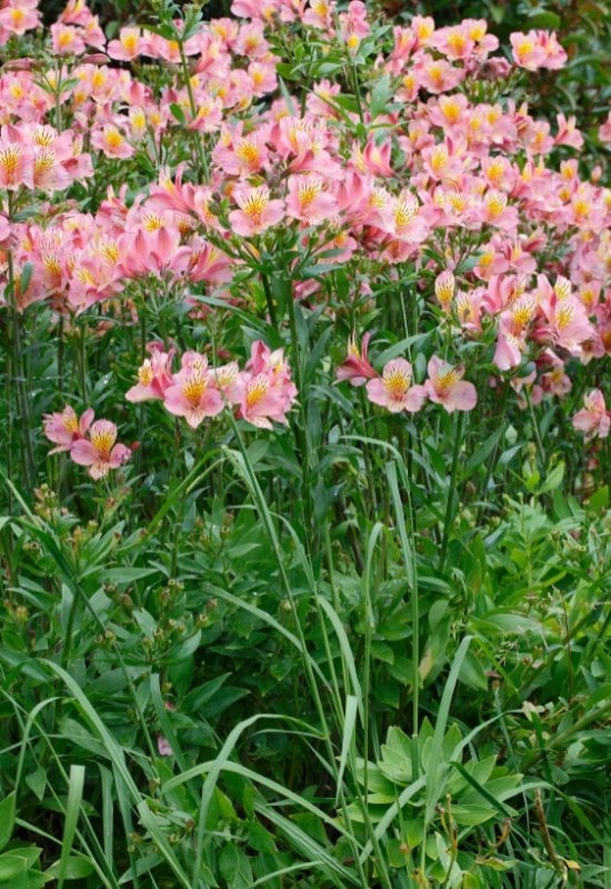 Peruvian Lily (Astromeria spp.)