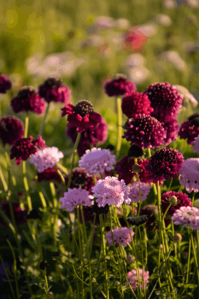 15 Cold-Hardy Annuals to Plant in October for a Head Start on Gorgeous Spring and Summer Blooms 14